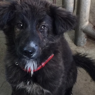 殺処分のこの子の命を助けてください