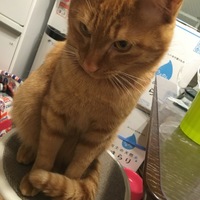 コン