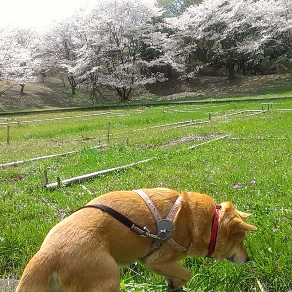 マロンのカバー写真