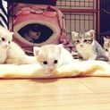 猫の里親募集