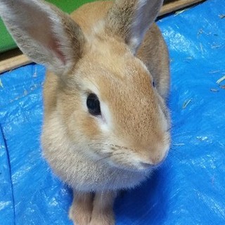 ＊交渉中＊保護うさぎミエル
