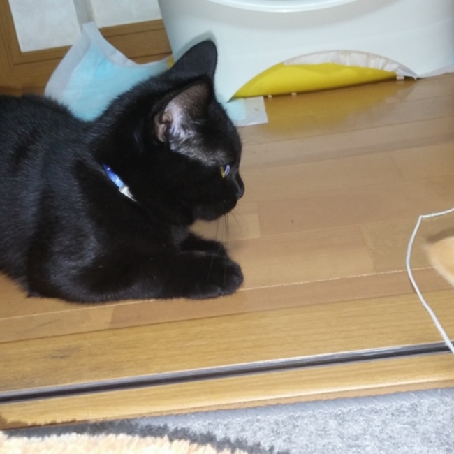 鶴見猫活(つるにゃん)のカバー写真