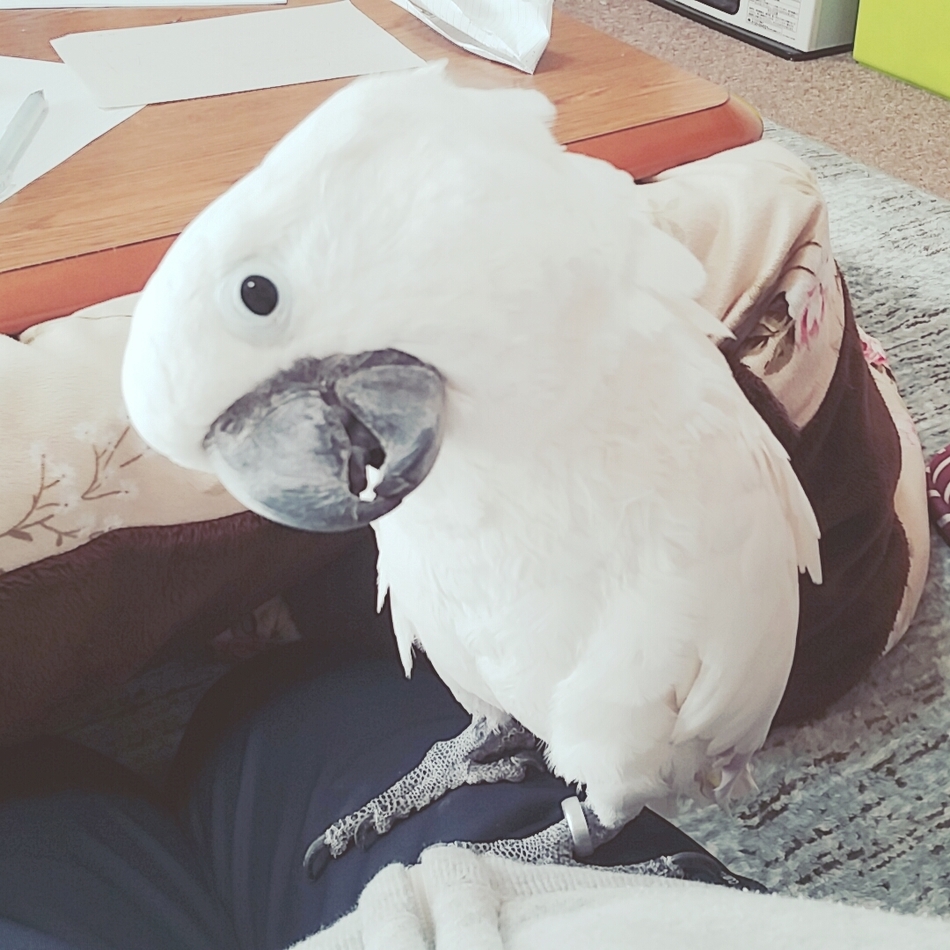 ハクのカバー写真