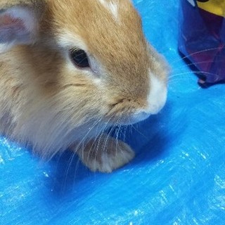 ＊交渉中＊保護うさぎルネ