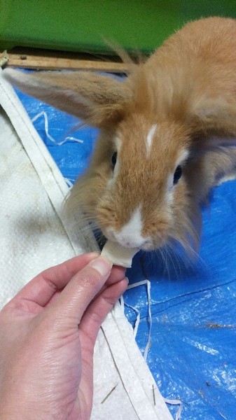 ＊交渉中＊保護うさぎルネ サムネイル2