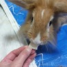 ＊交渉中＊保護うさぎルネ サムネイル2
