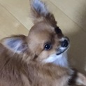 チワワもうすぐ9ヶ月