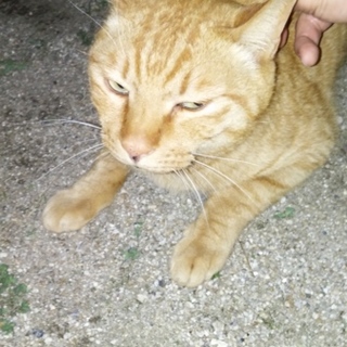 茶トラの外猫ちゃん　募集停止
