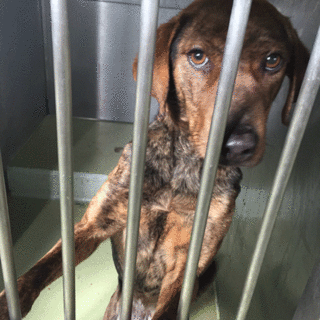 マーブルちゃん、気のいい子ですー！