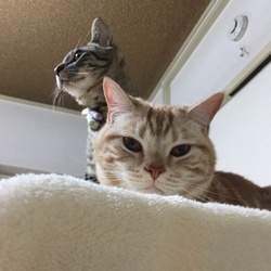 「避妊去勢の大切さを勝手に書き殴ってみる」サムネイル1