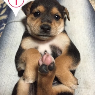 控え目で賢い女の子です。