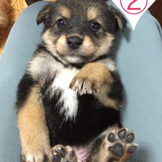 黒柴みたいな模様の女のです。