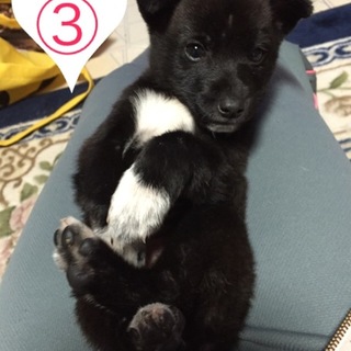 とっても懐っこい女の子です