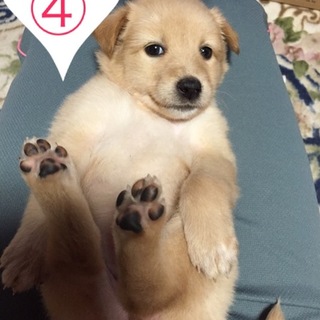 毛がもふもふの女の子です。