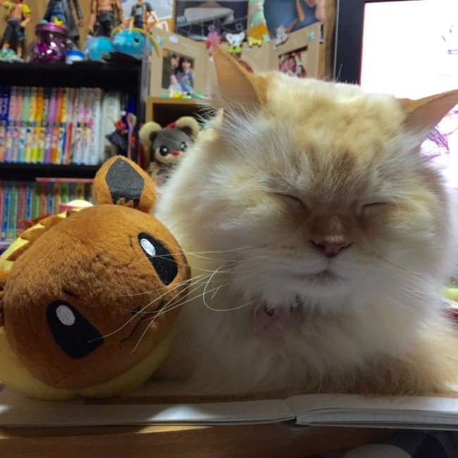 ましゅまろ0514のカバー写真