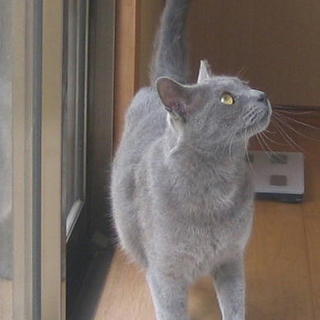 綺麗なロシアンブルー風猫ちゃん♪1歳男の子です