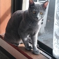ニケ