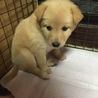 毛がもふもふの女の子です。 サムネイル3