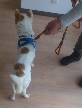 いつもルンルン　お人好しのドン君！ サムネイル7