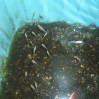 交渉中につき一旦停止中