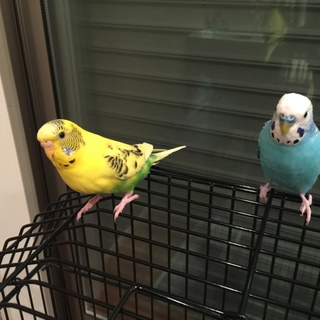 里親さん募集中！