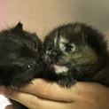 ※急募‼︎ 子猫の里親さん募集