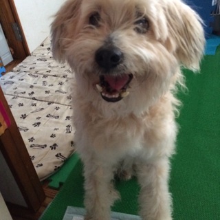 飼い主さんの元へ帰れました！可愛い老犬保護！