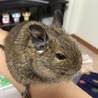 ふみます