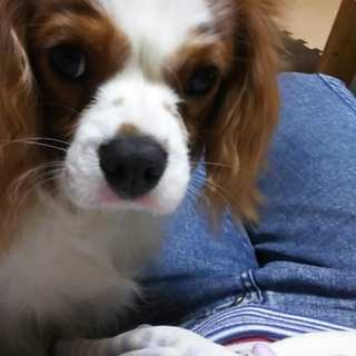 緊急里親募集！