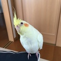 オカメインコ、ルチノー