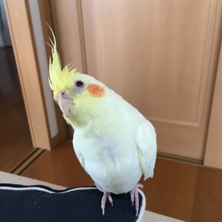 オカメインコ、ルチノー
