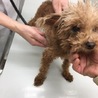 トイプードルのラムちゃん サムネイル2