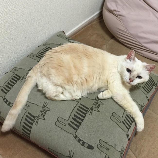 mofmofのカバー写真