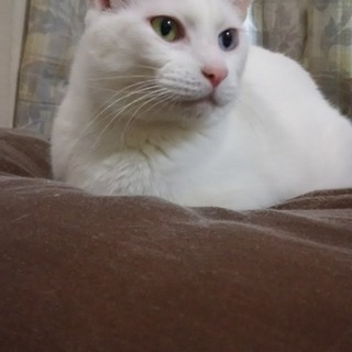 やさしい4才の男の子です。