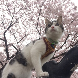お花見してきました。