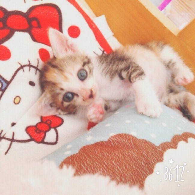 Tamasakuのカバー写真