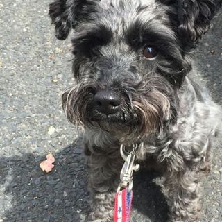 愛らしく賢い女の子♡黒いMシュナ♀