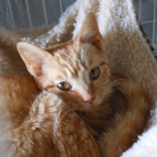 かわいいお顔の茶トラ男子ゆず君（一時募集中止）