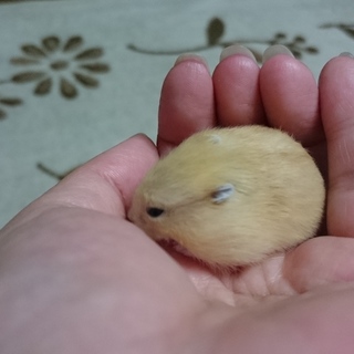 ジャンガリアンのプディング女の子ヽ(〃v〃)ﾉ