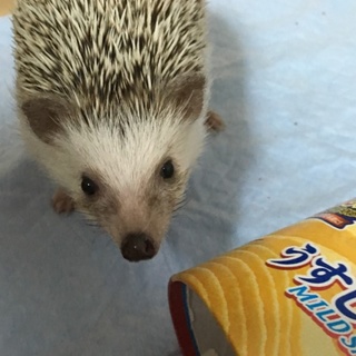 ハリネズミの里親募集