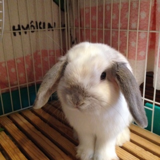 ありがとうございました。ロップの福ちゃん