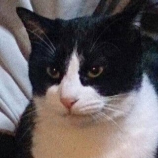 ハチワレのなっつ♂