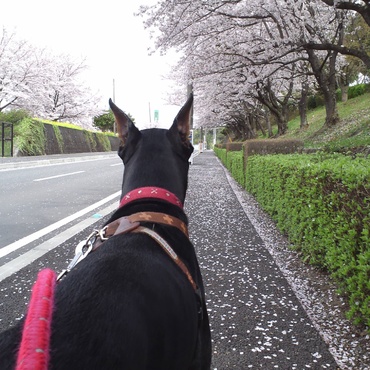 中小企業大学校直方校の桜