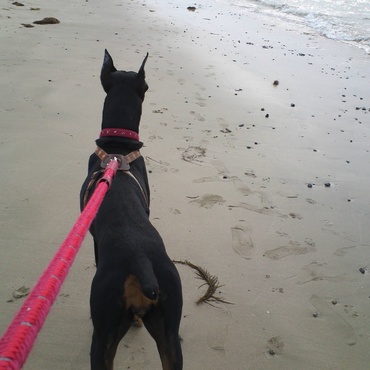 コロ牡丹ちゃん、初めての海。宗像の海に来ました。