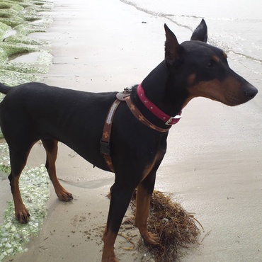 山もいいけど、海、特に慣れた海は良いもんです。ブルドッグのべんけいともここには来たな