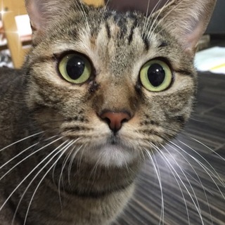 子猫を川に流されそうになりました『ミー子』