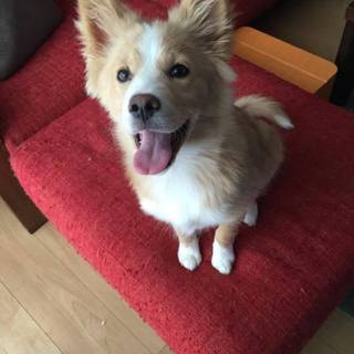 (一時中断)懐っこい子犬メルちゃん