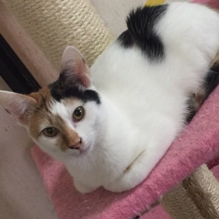 小さな三毛猫さんです『ネネ』