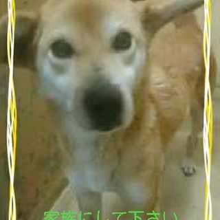 里親様が決まりました　ありがとうございました