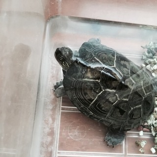 ゼニガメさんの里親募集します！(病気あり)